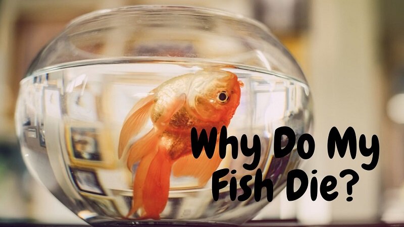 ทำไมปลาของฉันถึงตาย