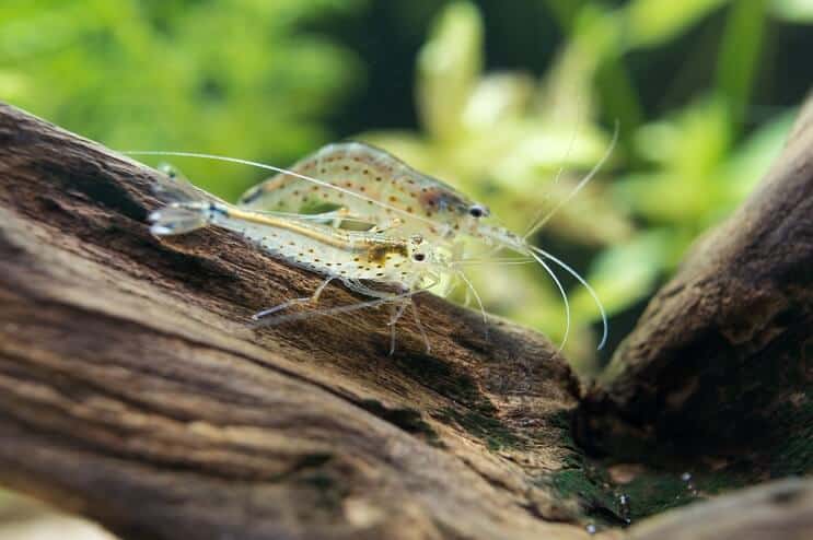 กุ้งอามาโนะ