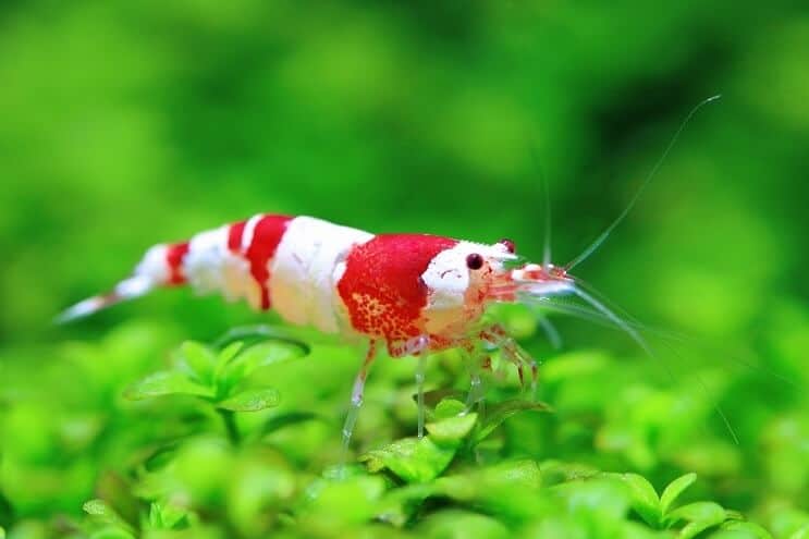 กุ้งคริสตัล