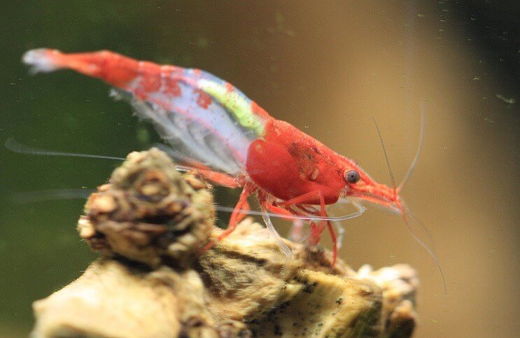 กุ้งเรดริลี่