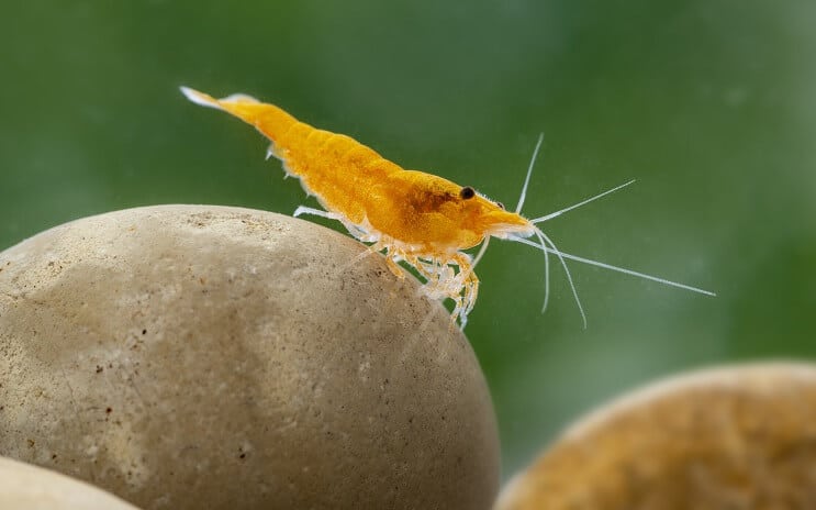 กุ้งนีโอคาริดิน่า