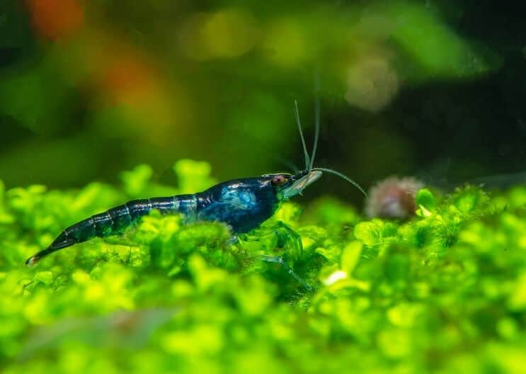 กุ้งกำมะหยี่สีน้ำเงิน