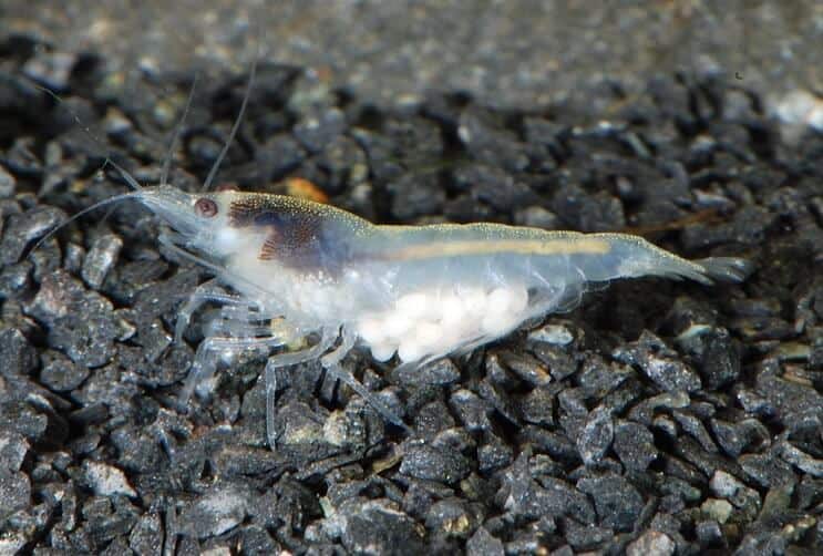 กุ้งสโนว์บอล