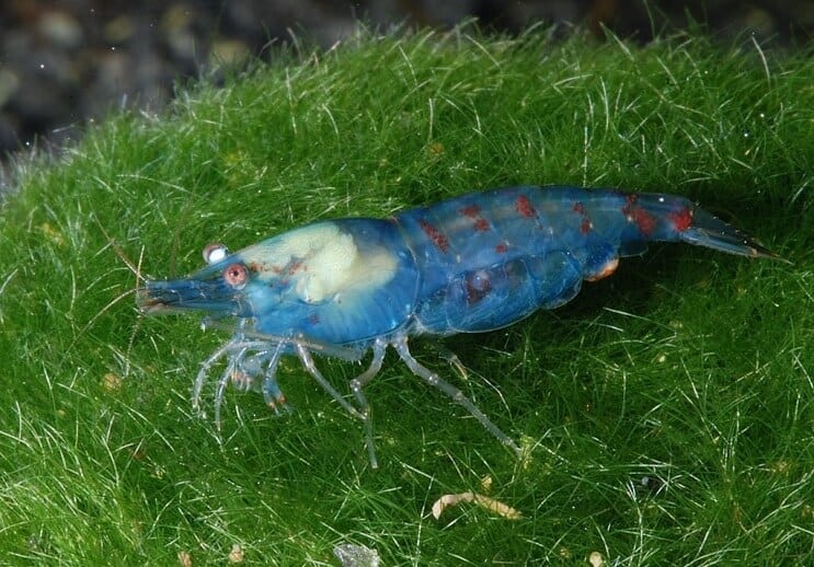 กุ้งบลูเพิร์ล