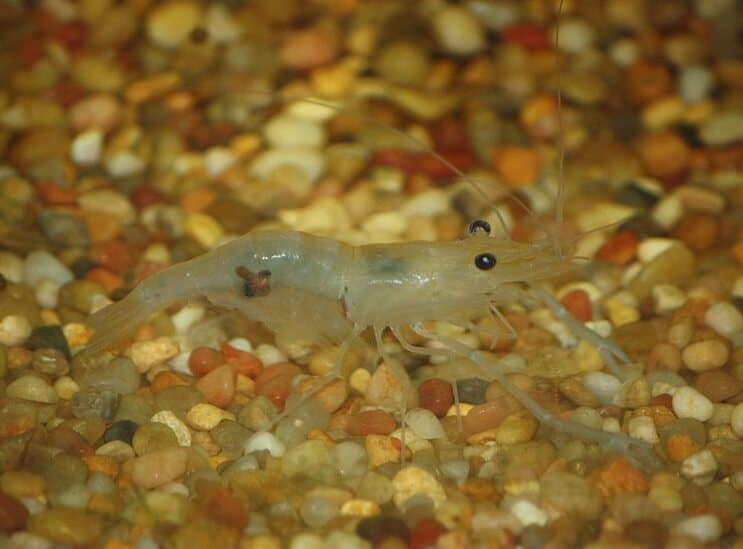 กุ้งมัสสุอินเดีย