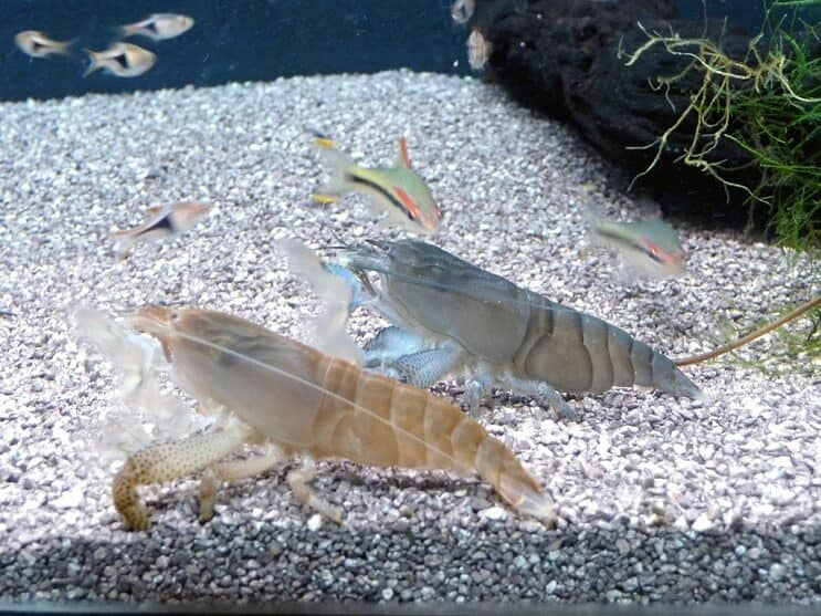 กุ้งแวมไพร์