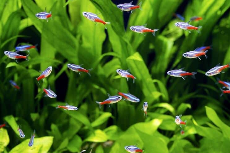 เพื่อนร่วมรถถังสำหรับ Assassin Snail