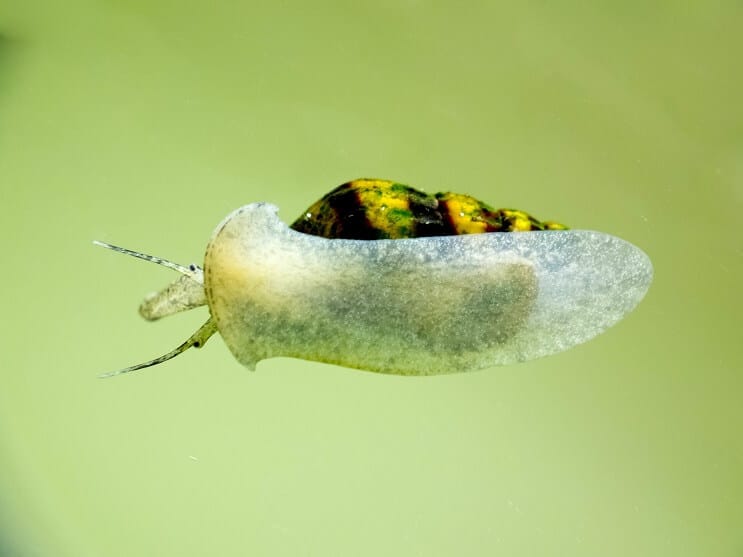 Assassin Snail ในพิพิธภัณฑ์สัตว์น้ำ