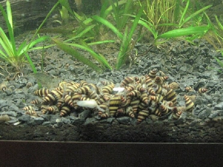 การเพาะพันธุ์ Assassin Snails