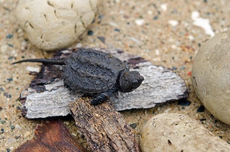 Baby Snapping Turtle: คู่มือการดูแลที่สมบูรณ์และข้อมูลสายพันธุ์