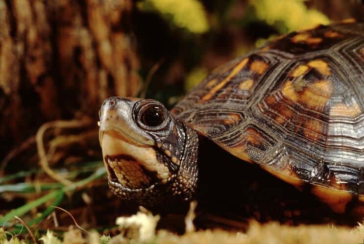 Eastern Box Turtle Complete Care Guide: อาหารที่อยู่อาศัยและอื่น ๆ ...