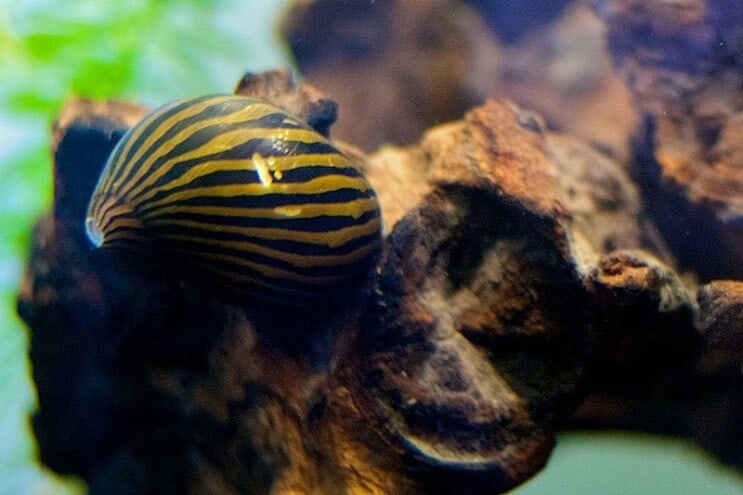 Nerite Snails: คู่มือการดูแลขั้นสุดท้าย