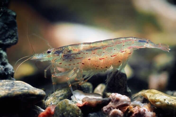 กุ้งอามาโนะตัวเมีย