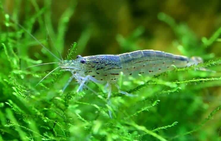 กุ้งอามาโนะ