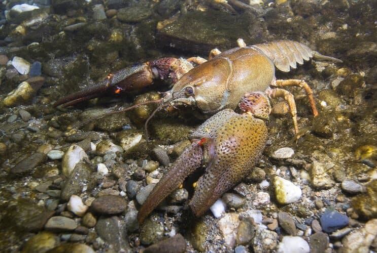 กุ้งเครย์ฟิชในถิ่นที่อยู่ตามธรรมชาติ