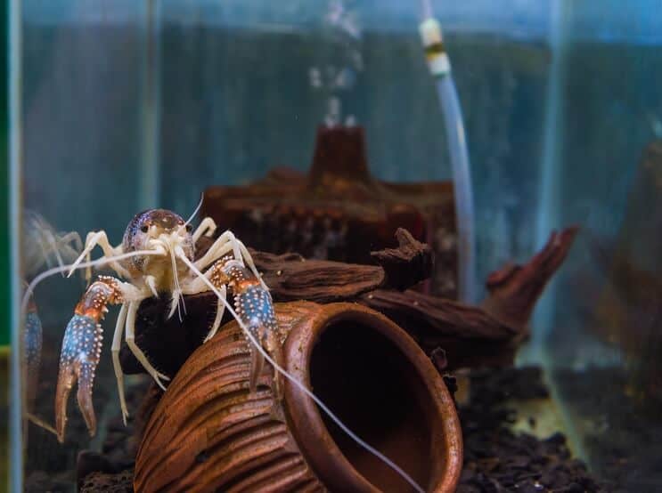 Crayfish ในพิพิธภัณฑ์สัตว์น้ำ