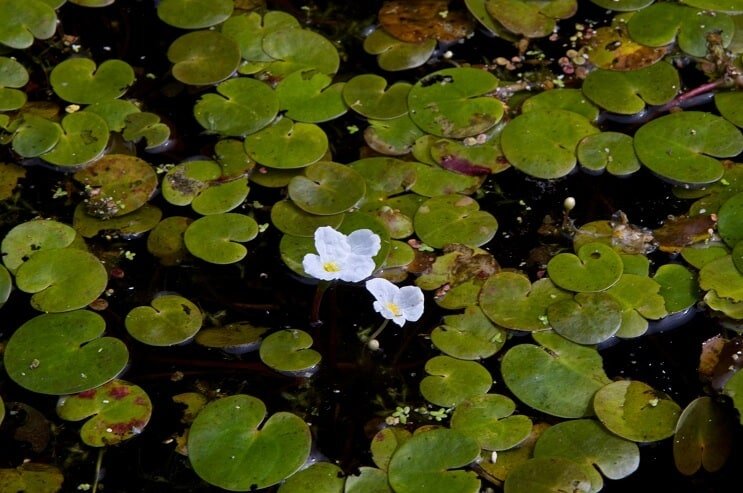 Frogbit