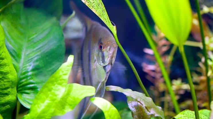 Amazon Sword และ Angelfish