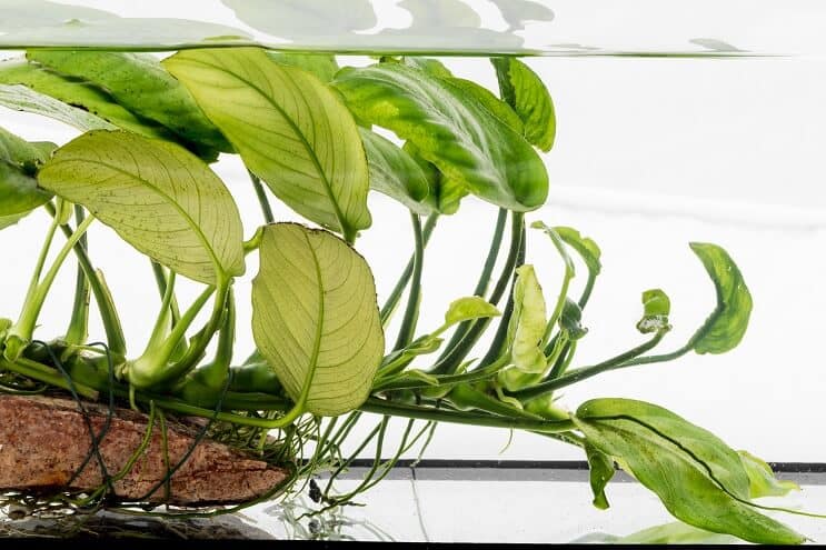 Anubias nana บนเศษไม้ที่ลอย