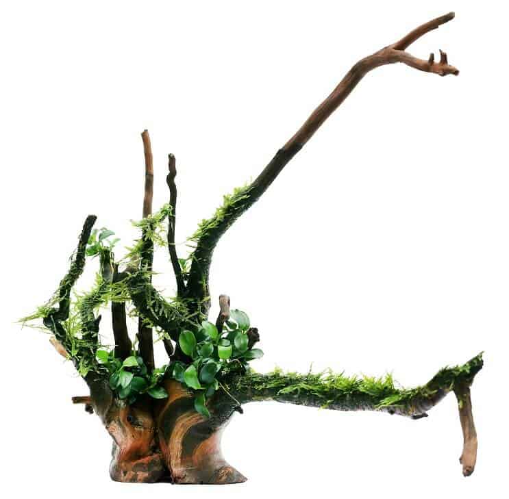 Anubias Nana และ Java Moss