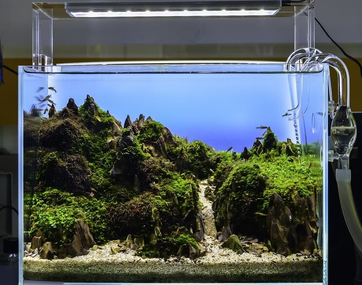 พิพิธภัณฑ์สัตว์น้ำ Aquascaped