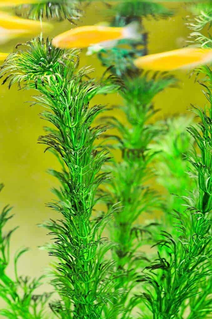 Hornwort: คู่มือการดูแลที่สมบูรณ์