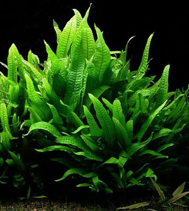 ลักษณะของ Java Fern
