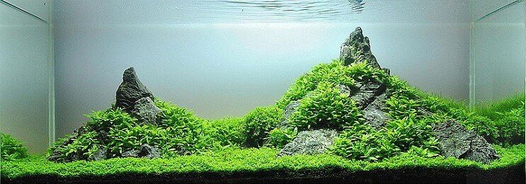 Staurogyne Repens ลักษณะที่ปรากฏ