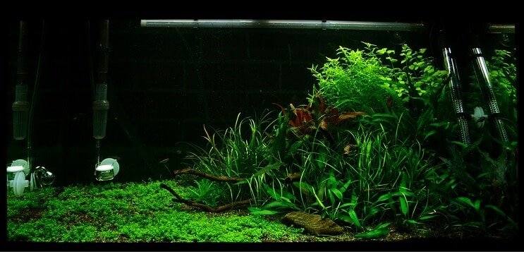 สภาพรถถัง Staurogyne repens