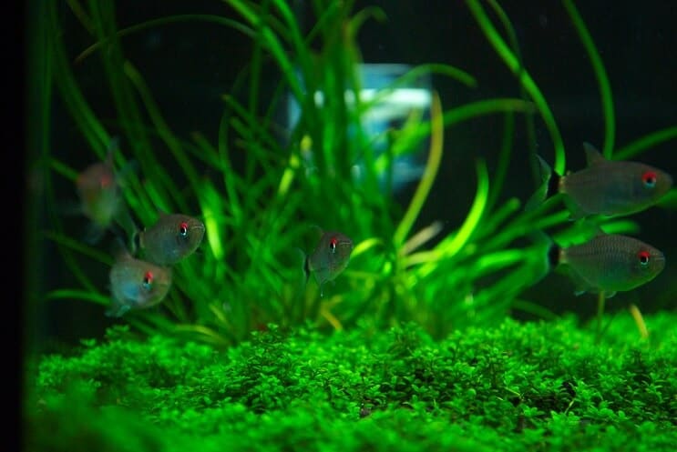 เพื่อนร่วมรถถังสำหรับ Staurogyne Repens