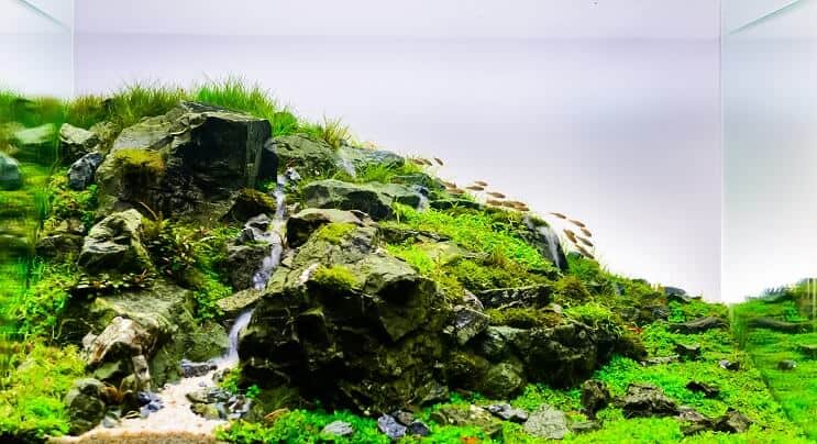 Aquascape ธรรมชาติ
