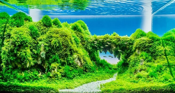 คำถามที่พบบ่อยเกี่ยวกับ Planted Tanks