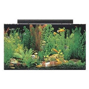 ถังขนาด 50 แกลลอนเหมาะสำหรับ Paludarium ขนาดใหญ่