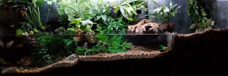 พืช Paludarium