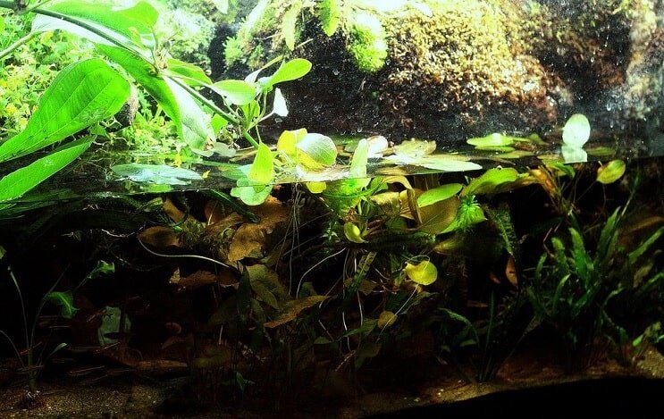 การตั้งค่า Paludarium