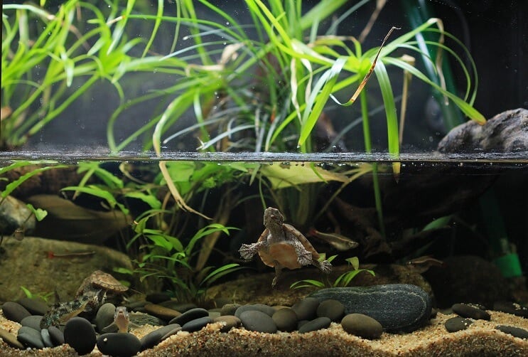 การบำรุงรักษา Paludarium