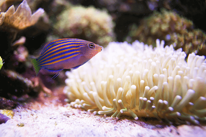 หกบรรทัด Wrasse