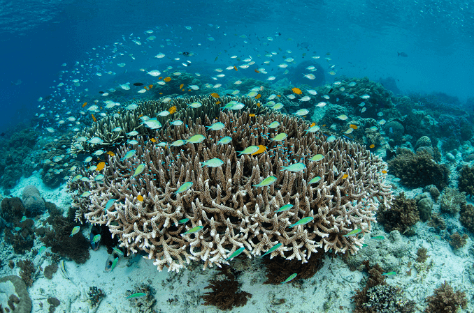 โรงเรียน Damselfish
