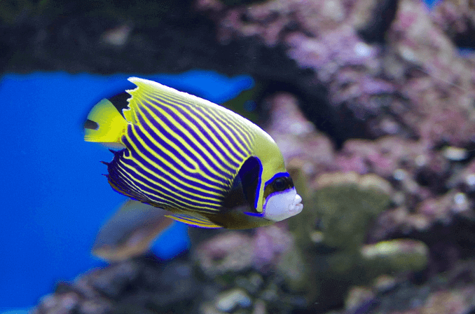 จักรพรรดิ Angelfish ผู้ใหญ่