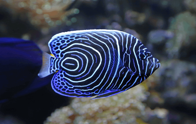 จักรพรรดิเด็กและเยาวชน Angelfish