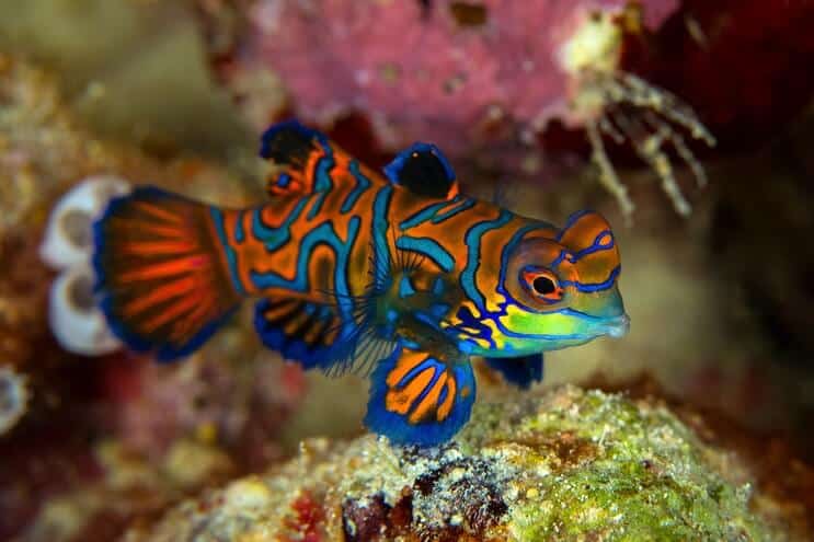 Mandarin Dragonet ลักษณะ