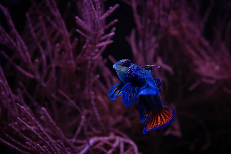 แมนดาริน Dragonet