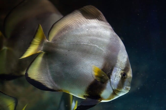 Batfish โคจร