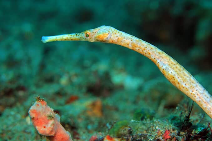 สายพันธุ์ Pipefish