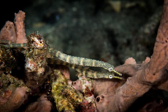 คู่ของ Pipefishes