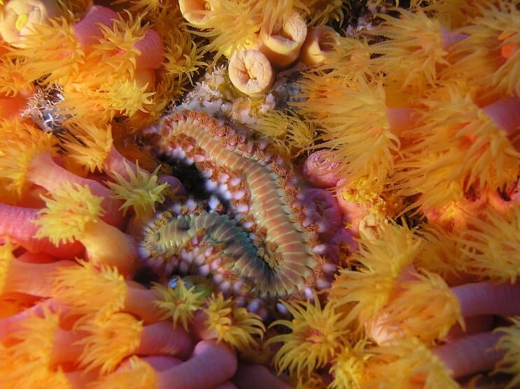 Fireworm เครา