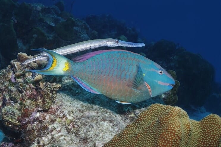 สต็อปไลท์ Parrotfish