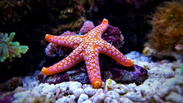 Sea Star ในพิพิธภัณฑ์สัตว์น้ำ